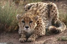 استان ایلام ؛ عروس زاگرس IMG09322388_11zon
