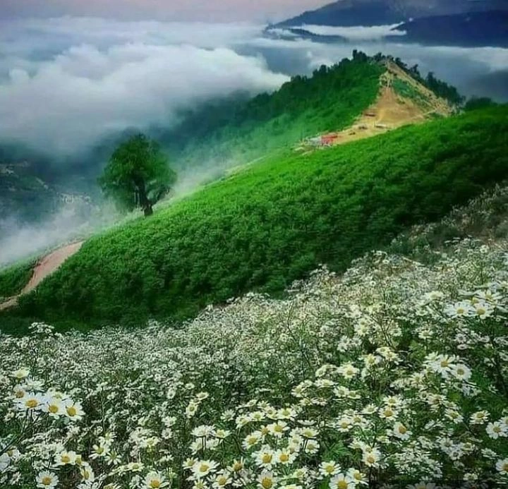 آشنایی با شهر اردبیل پارک جنگلی فندقلو