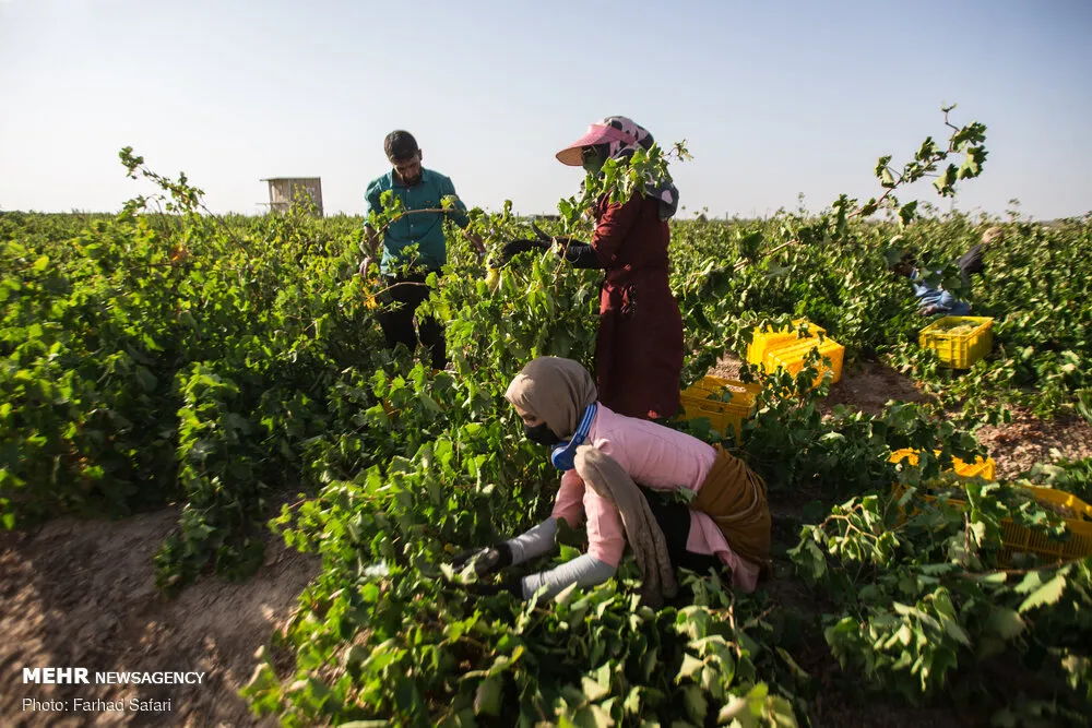 استان قزوین: پایتخت خوشنویسی ایران Harvesting Grapes Amag