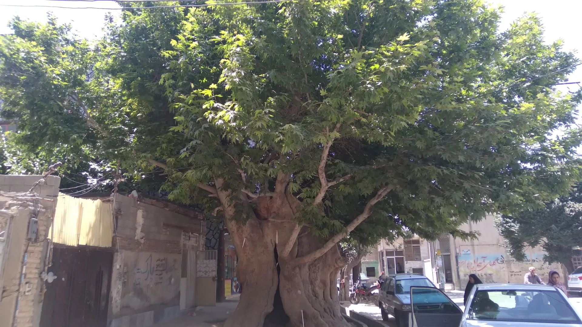 معرفی شهرستان بهارستان استان تهران درخت کهنسال بهارستان