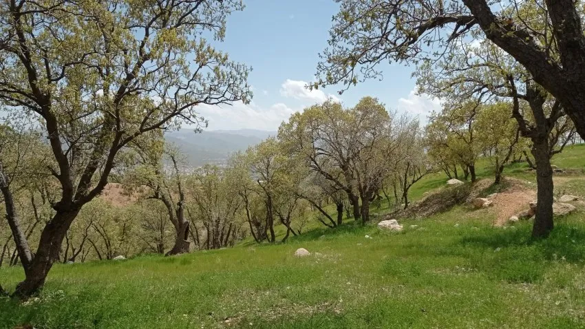 آشنایی با شهر یاسوج پارک جنگلی یاسوج